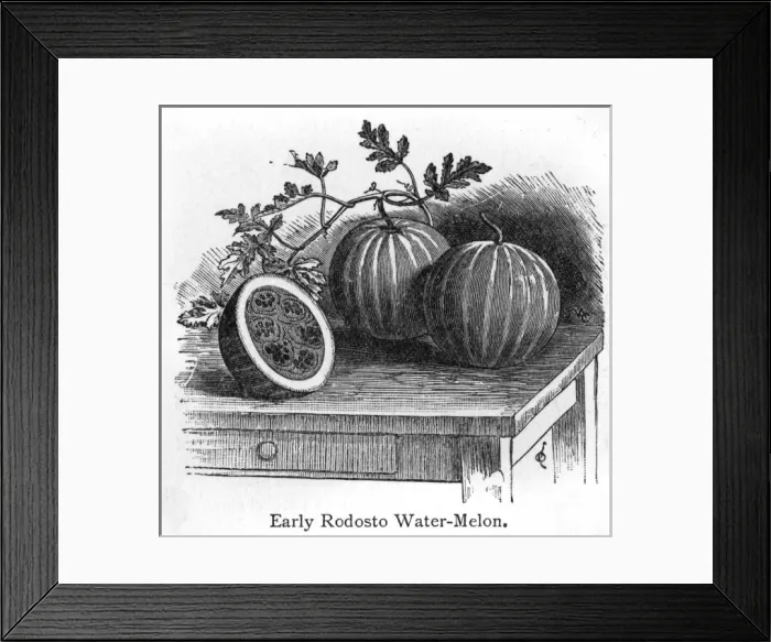 Framed Print : Rodosto Water Melon Framed Print : Rodosto Water Melon