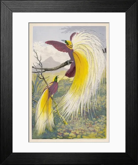 Framed Print : Bird of Paradise Framed Print : Bird of Paradise