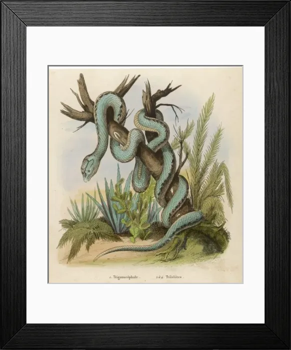 Framed Print : Snake / Trigonocephalus Framed Print : Snake / Trigonocephalus