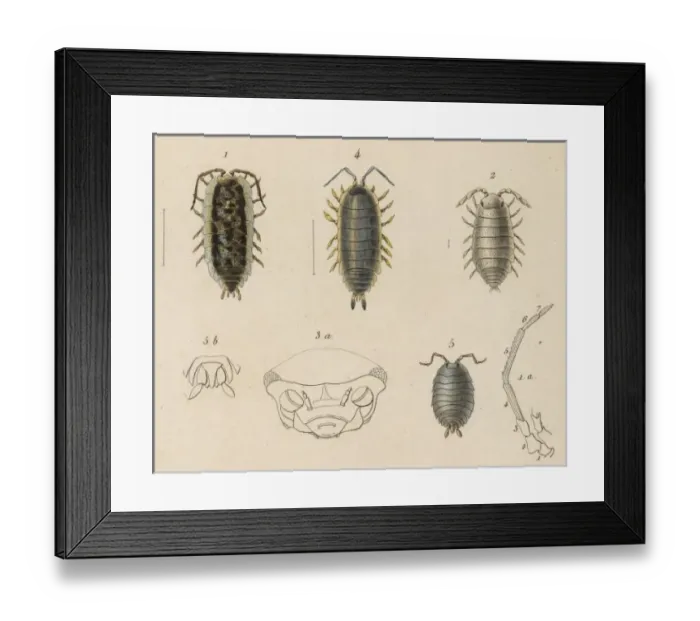Framed Print : Insects / Lice Framed Print : Insects / Lice