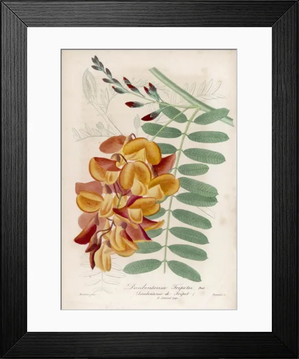 Framed Print : Plants / Daubentonia Framed Print : Plants / Daubentonia