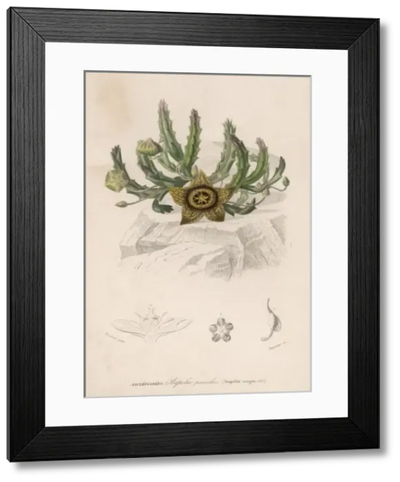 Framed Print : Stapelia Variegata Framed Print : Stapelia Variegata
