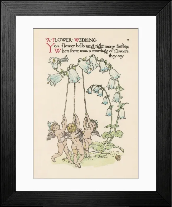 Framed Print : Campanula Persicifolia Framed Print : Campanula Persicifolia