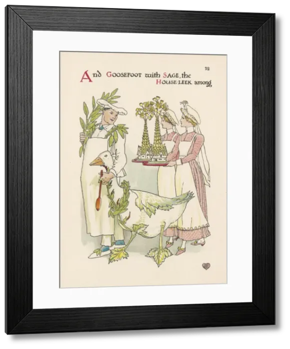 Framed Print : Plants / Chenopodium Album Framed Print : Plants / Chenopodium Album