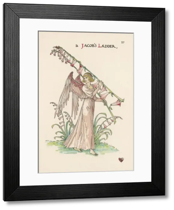 Framed Print : Polemomium Caeruleum Framed Print : Polemomium Caeruleum