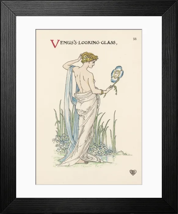 Framed Print : Legousia Speculum Vener Framed Print : Legousia Speculum Vener