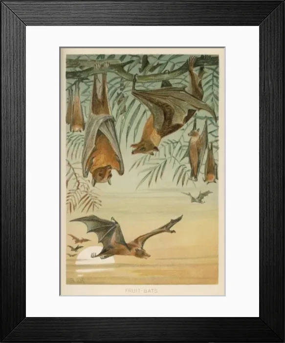 Framed Print : Fruit Bats / R. E. H. Artist Framed Print : Fruit Bats / R. E. H. Artist