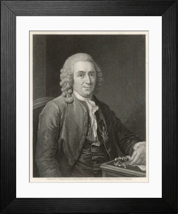 Framed Print : Linnaeus / Pasch Framed Print : Linnaeus / Pasch