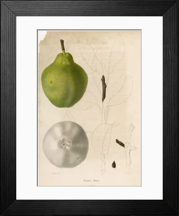Framed Print : FRUIT / PEAR Framed Print : FRUIT / PEAR
