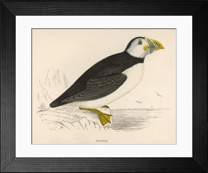 Framed Print : PUFFIN. Puffin Framed Print : PUFFIN. Puffin