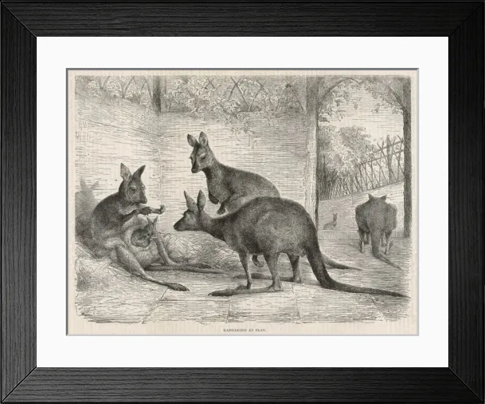 Framed Print : Kangaroos in Zoo 1879 Framed Print : Kangaroos in Zoo 1879