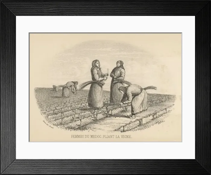 Framed Print : Twisting Vine, Medoc Framed Print : Twisting Vine, Medoc
