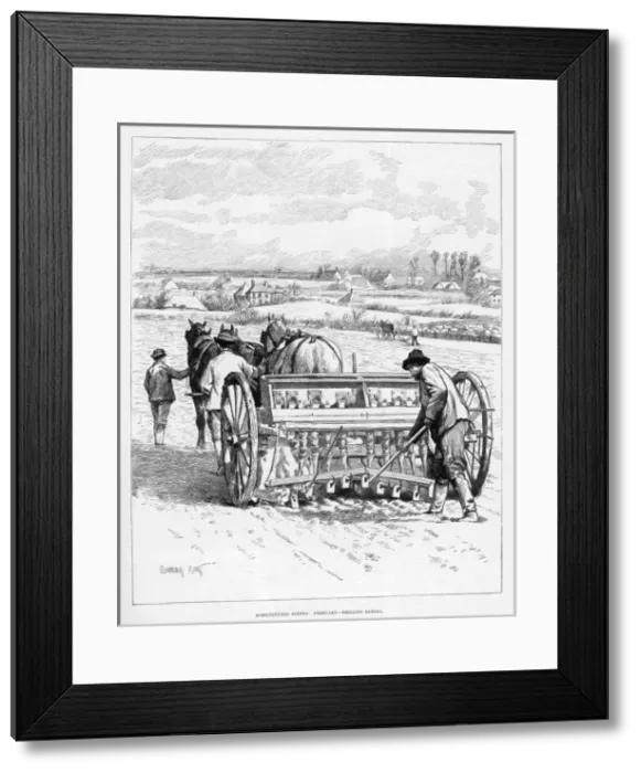 Framed Print : Drilling Barley Framed Print : Drilling Barley