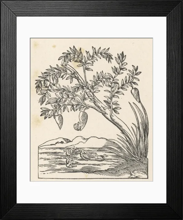 Framed Print : Spontaneous Geese -2 Framed Print : Spontaneous Geese -2