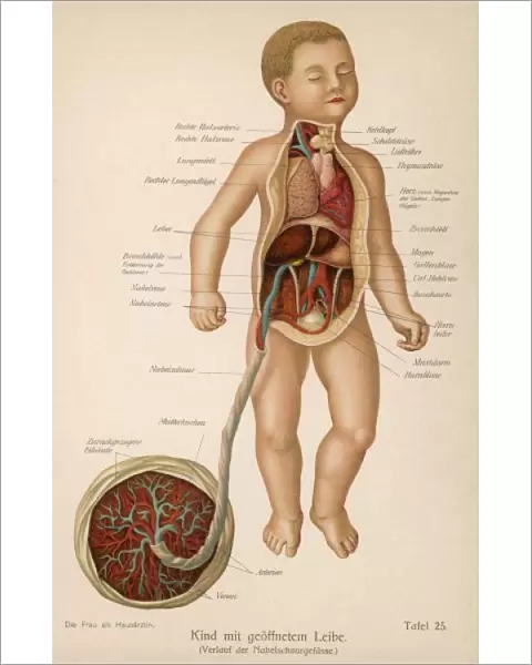 Anatomy  /  Child & Cord