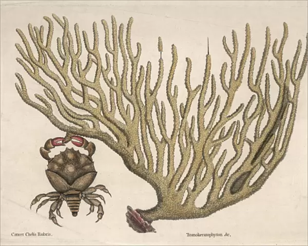 Coral and a Crab