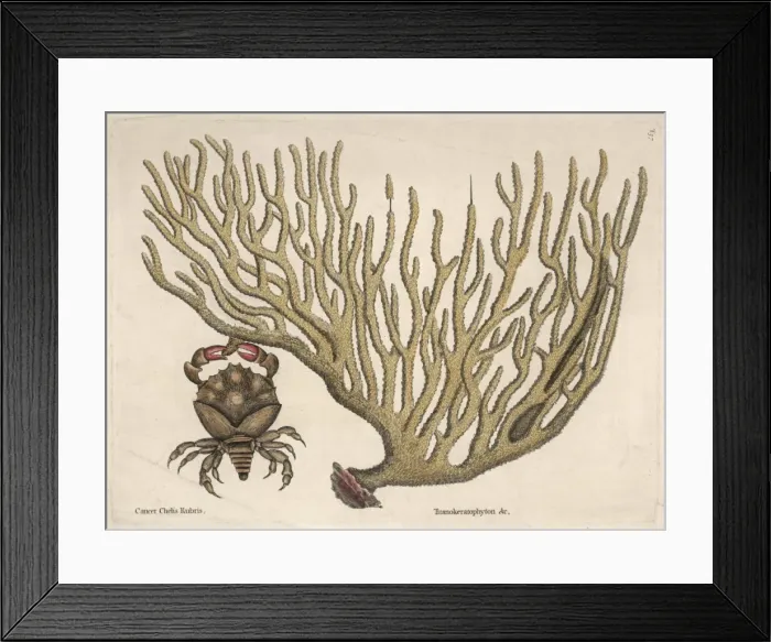 Framed Print : Coral and a Crab Framed Print : Coral and a Crab
