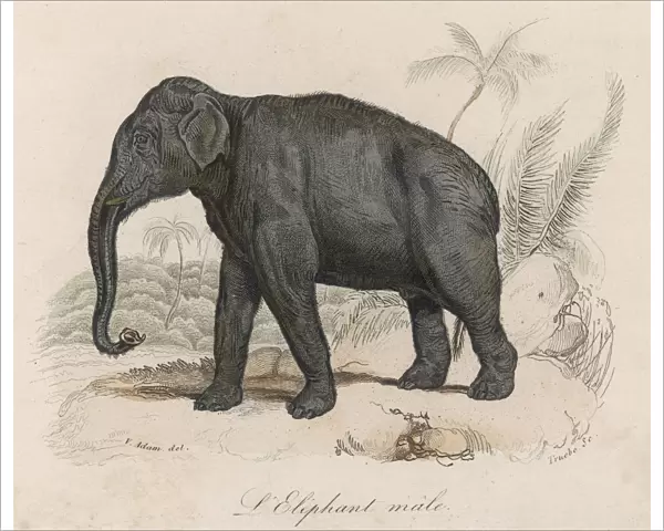 Elephant  /  Indian Male 19C
