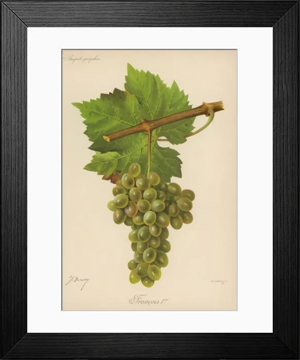 Framed Print : White Grape Froncy Framed Print : White Grape Froncy