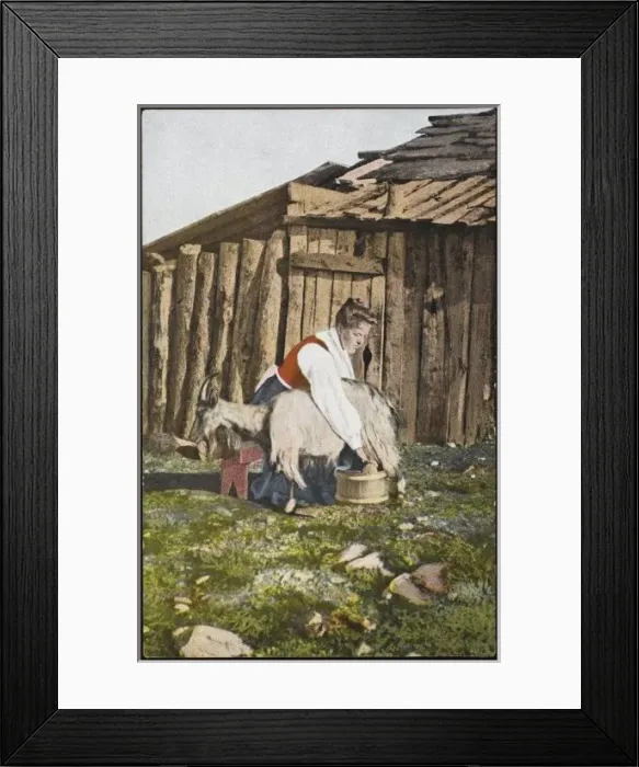 Framed Print : Norwegian Milks Goat - 1 Framed Print : Norwegian Milks Goat - 1