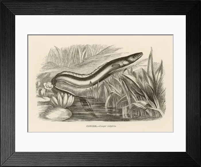 Framed Print : CONGER EEL Framed Print : CONGER EEL