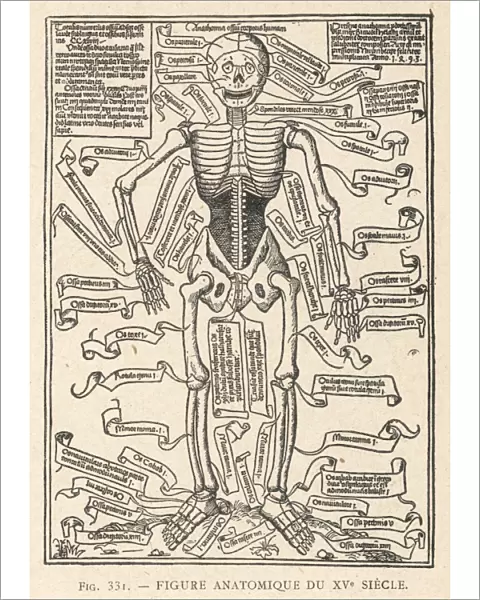 Anatomical Figure 1493