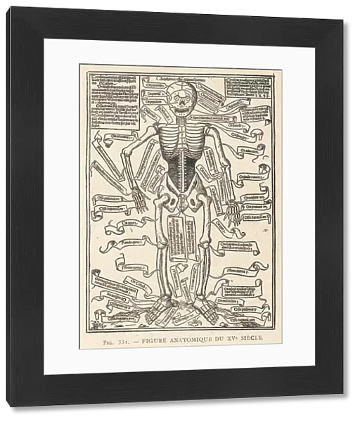 Anatomical Figure 1493