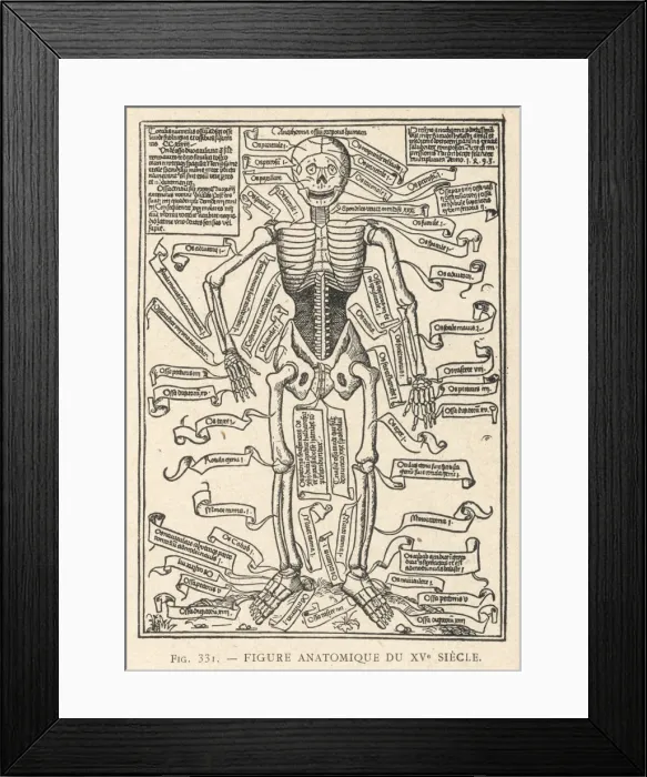 Framed Print : Anatomical Figure 1493 Framed Print : Anatomical Figure 1493