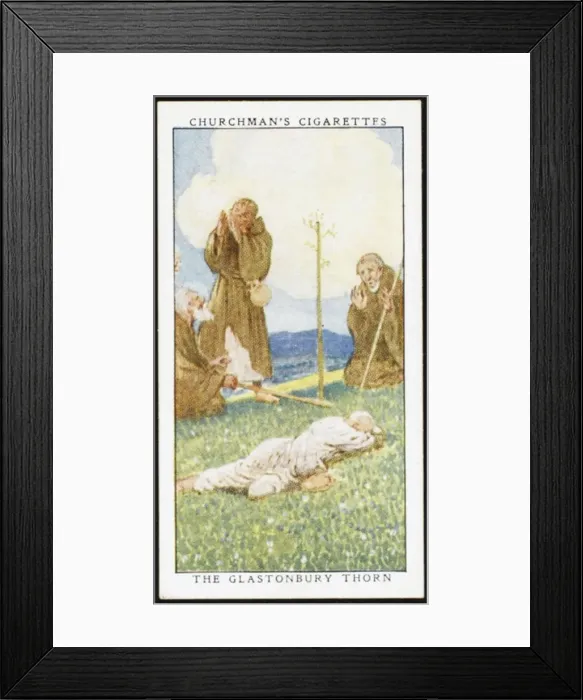 Framed Print : Glastonbury Thorn Framed Print : Glastonbury Thorn