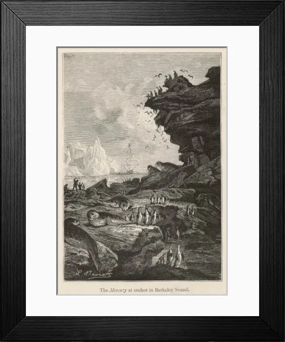 Framed Print : Falklands / Berkeley Sound Framed Print : Falklands / Berkeley Sound