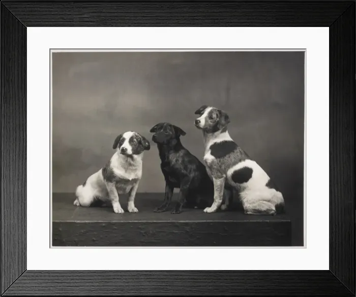 Framed Print : Fall / Harlequin Pinscher Framed Print : Fall / Harlequin Pinscher