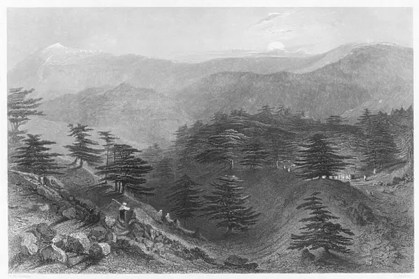 Mount Lebanon  /  Cedars