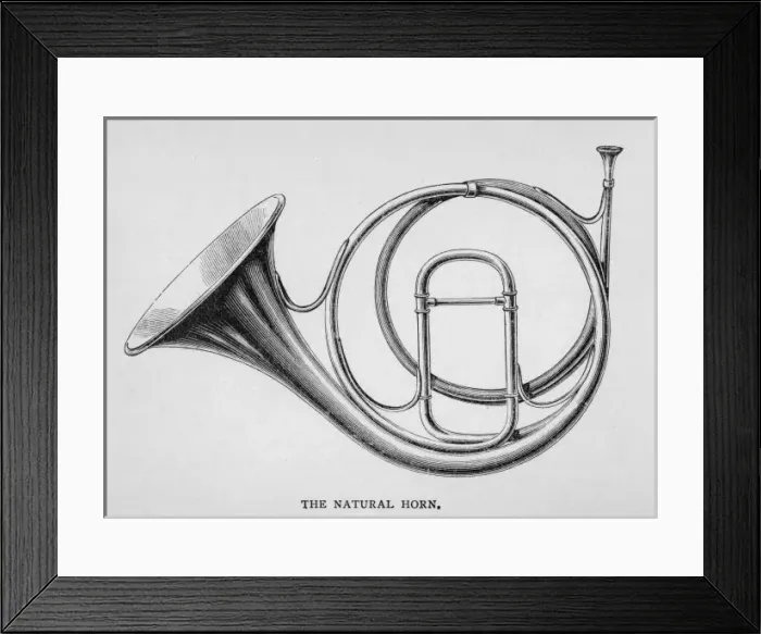 Framed Print : Natural Horn on its Own Framed Print : Natural Horn on its Own