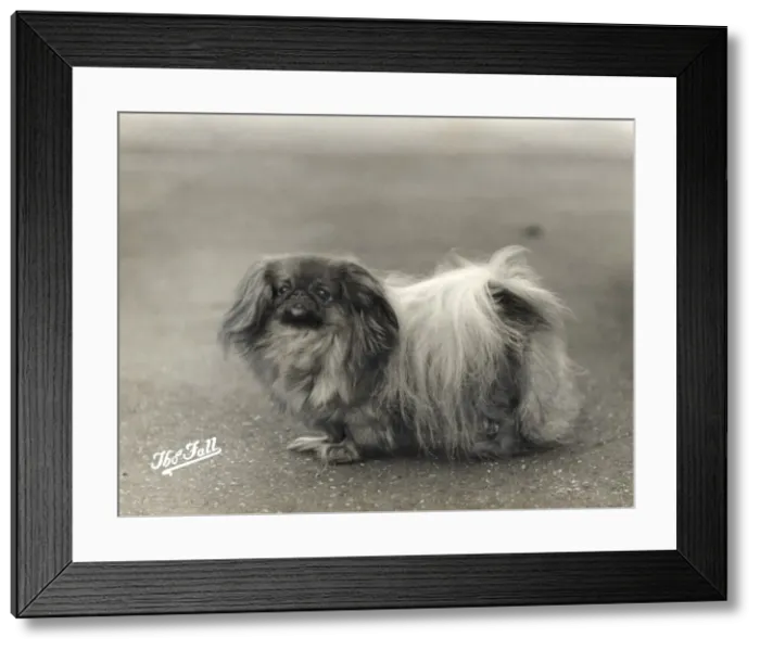 Framed Print : Fall / Pekingese / 1937 Framed Print : Fall / Pekingese / 1937