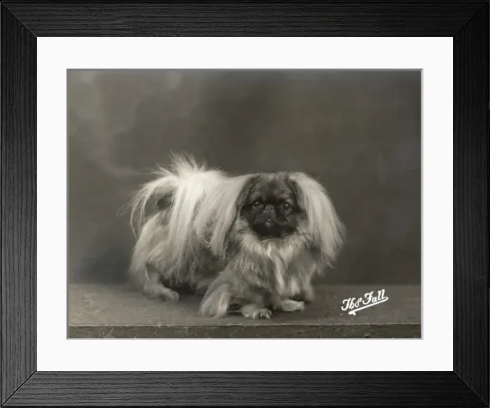 Framed Print : Fall / Pekingese / 1937 Framed Print : Fall / Pekingese / 1937