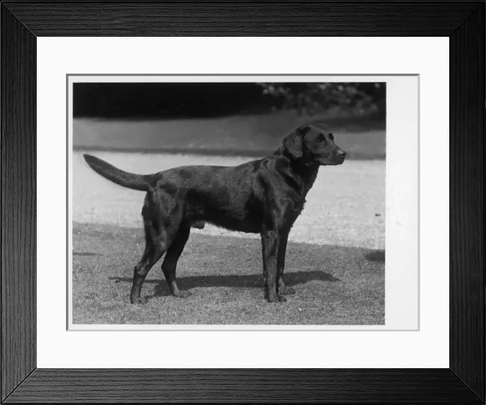 Framed Print : FALL / CRUFTS / 1937 Framed Print : FALL / CRUFTS / 1937