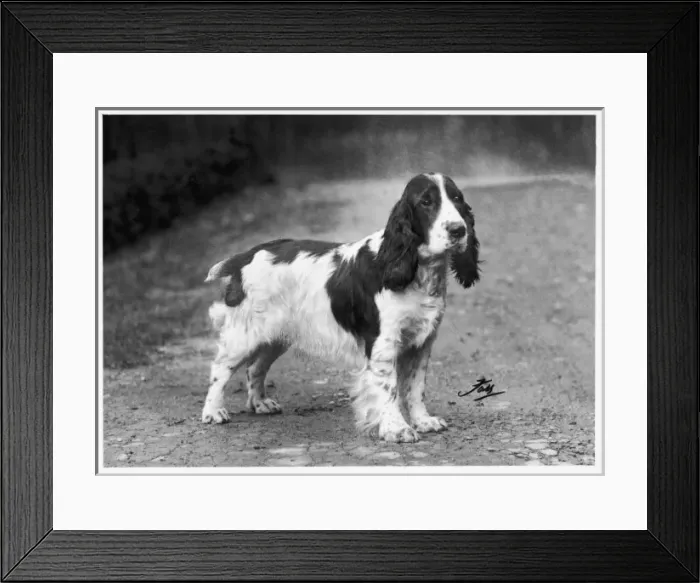 Framed Print : FALL / CRUFTS / 1938 / 1939 Framed Print : FALL / CRUFTS / 1938 / 1939