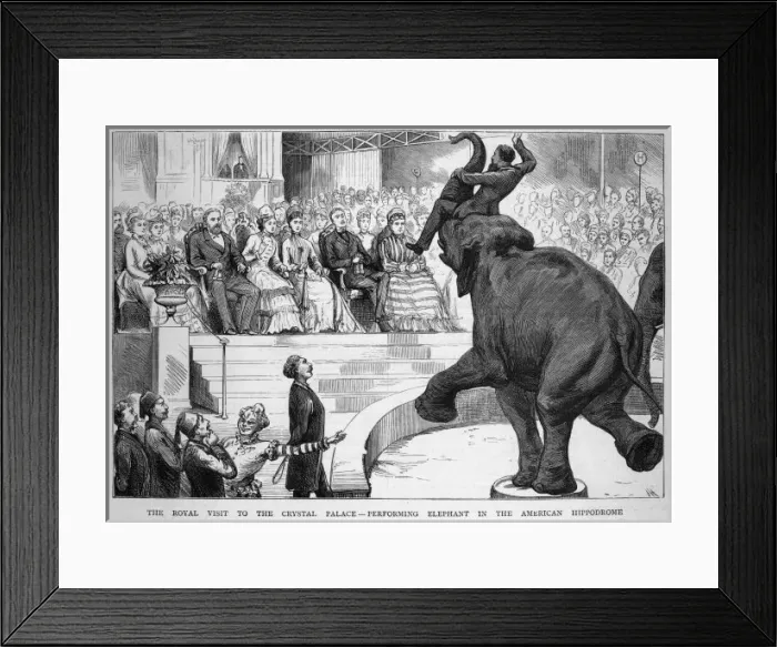 Framed Print : Performing Elephant Framed Print : Performing Elephant