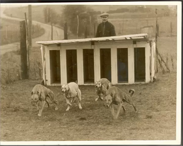 Greyhound Training