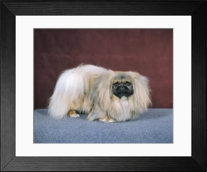 Framed Print : Fall / Pekingese / 1971 Framed Print : Fall / Pekingese / 1971