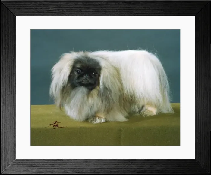 Framed Print : Fall / Pekingese / 1990 Framed Print : Fall / Pekingese / 1990