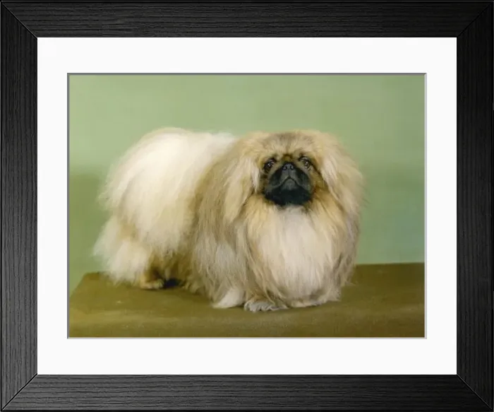 Framed Print : Fall / Pekingese / 1977 Framed Print : Fall / Pekingese / 1977