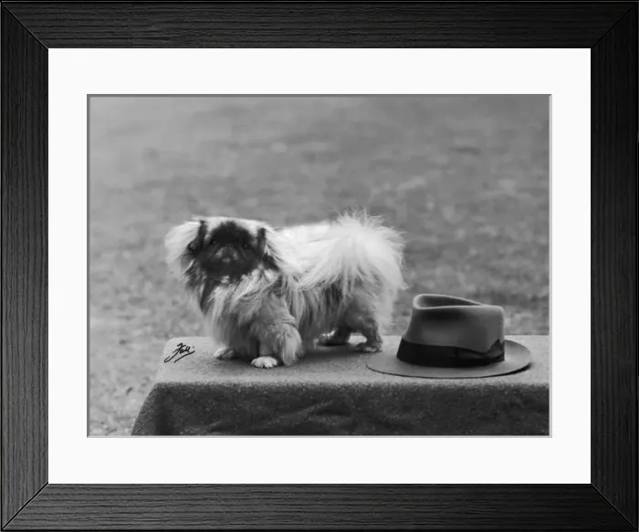 Framed Print : Fall / Pekingese / 1949 Framed Print : Fall / Pekingese / 1949