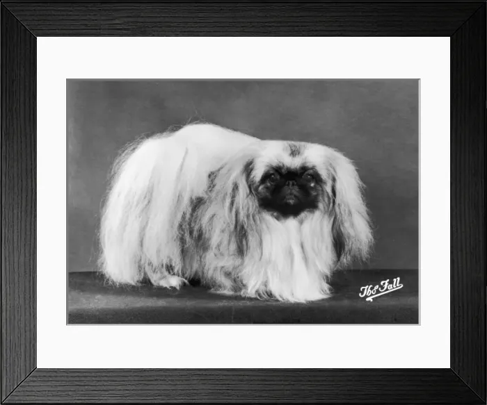 Framed Print : Fall / Pekingese / 1980 Framed Print : Fall / Pekingese / 1980