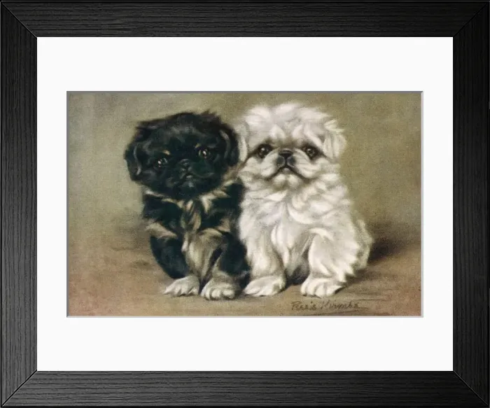 Framed Print : Black & White Pekingese Framed Print : Black & White Pekingese