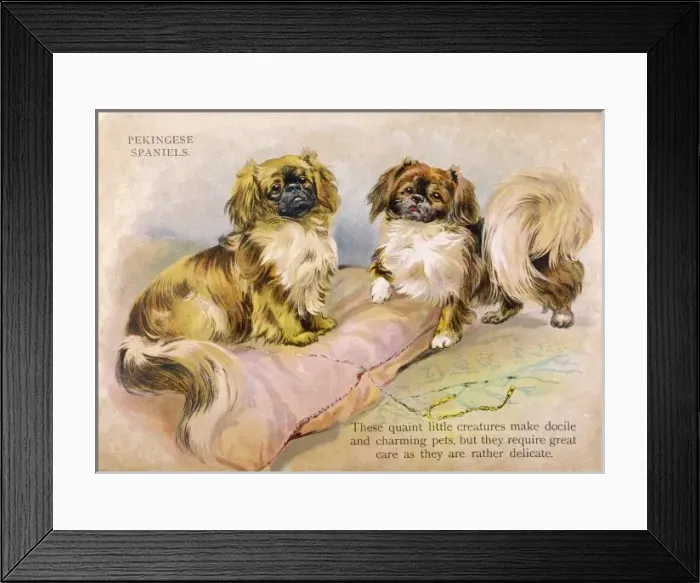 Framed Print : Group of Pekingese / 1918 Framed Print : Group of Pekingese / 1918