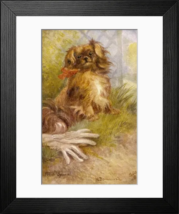 Framed Print : Ruby Pekingese / Postcard Framed Print : Ruby Pekingese / Postcard