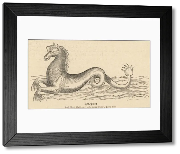Framed Print : Mythical Sea Horse Framed Print : Mythical Sea Horse