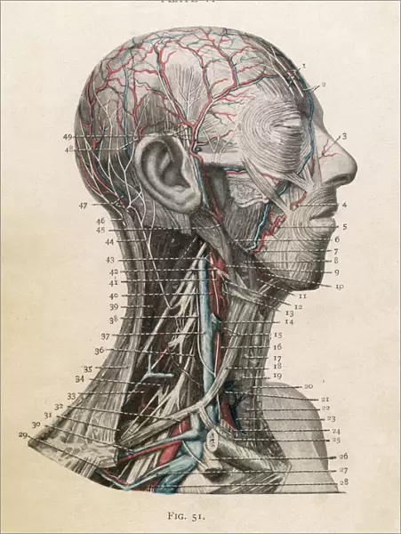 Anatomy of Head & Throat