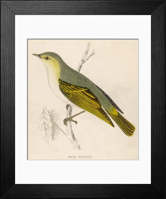 Framed Print : Wood Warbler Framed Print : Wood Warbler